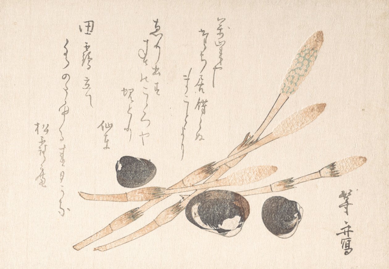 Tsukushi-Pflanze und Shijimi-Muscheln von Uematsu Toshu