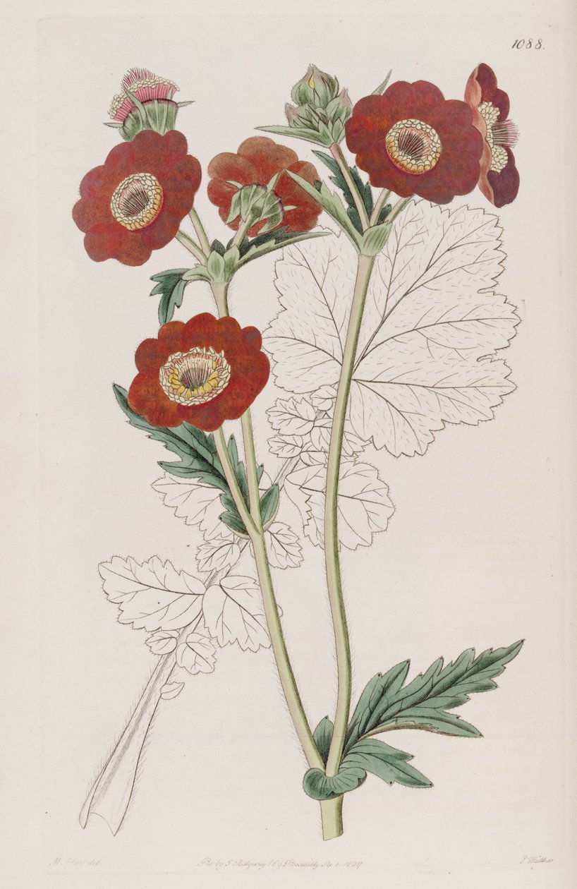 Geum quellyon, als Geum coccineum Lindl. von Unbekannt Unbekannt