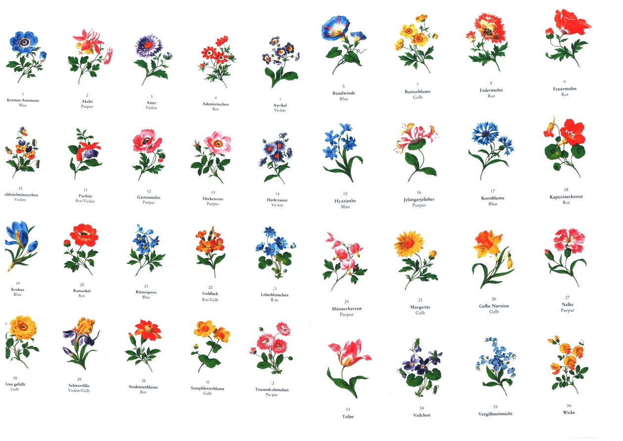 Vorlagen für Blumenmalerei aus der Manufaktur Meißen von Unbekannt Unbekannt
