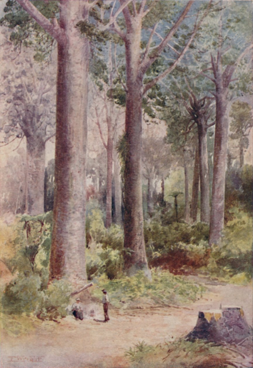 Ein Kauri-Wald, 1923 von Unbekannt