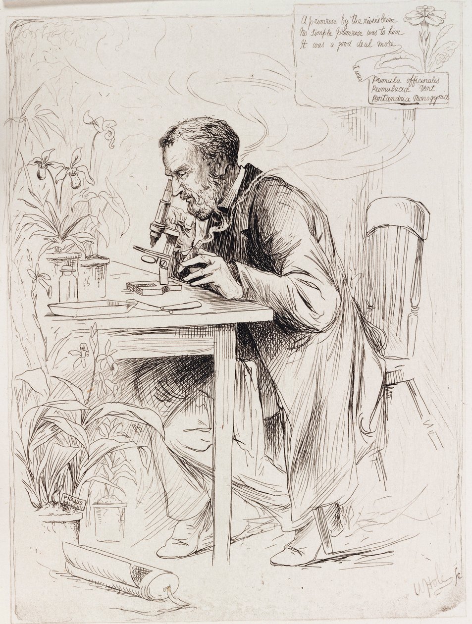 Alexander Dickson, Botaniker von Unbekannt