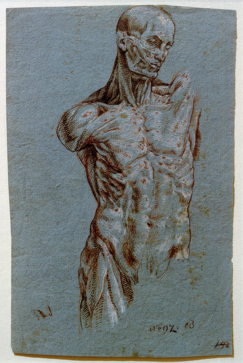 Anatomische Studie von Unbekannt