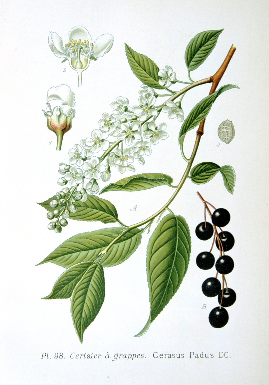 Vogelkirsche, 1893 von Unbekannt
