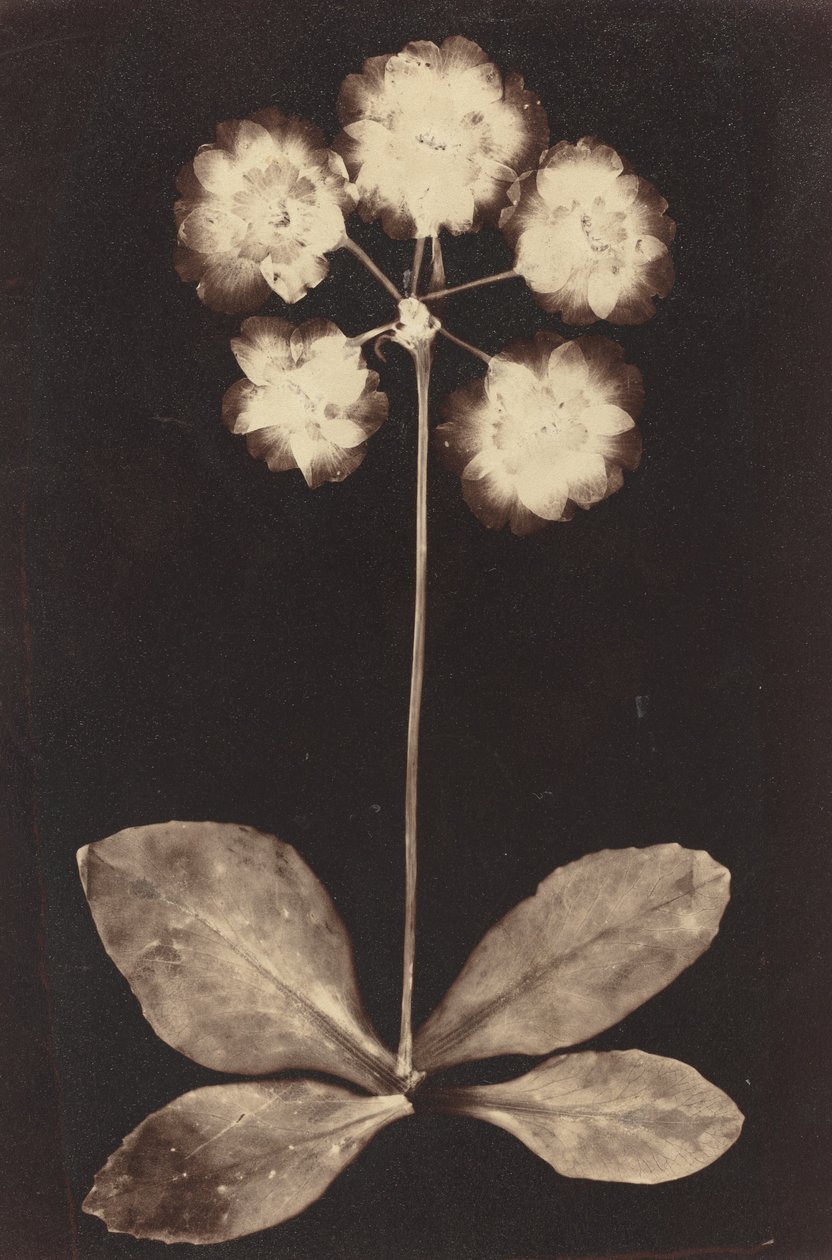 Botanisches Fotogramm von Unbekannt