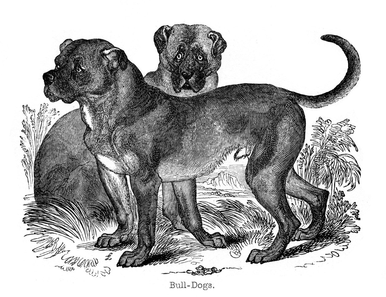 Bulldogge, 1848 von Unbekannt