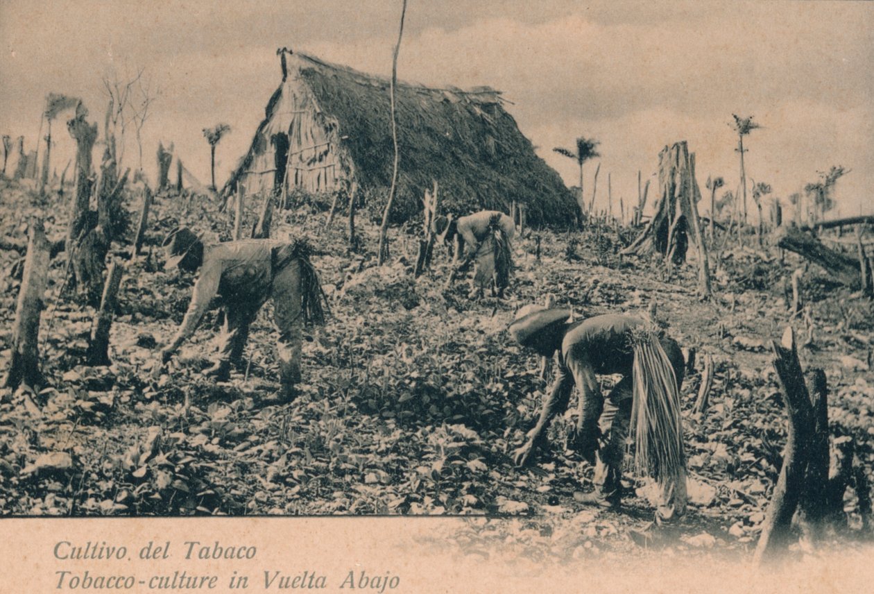 Tabakanbau in Vuelta Abajo, um 1900 von Unbekannt