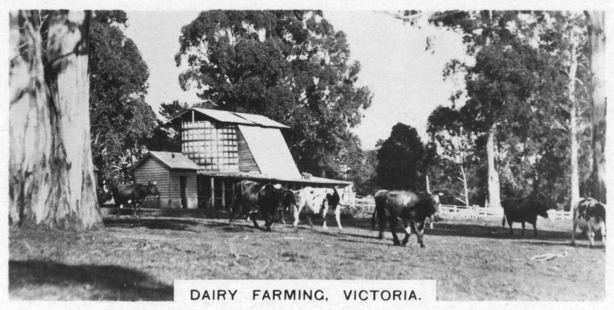 Milchwirtschaft, Victoria, Australien, 1928 von Unbekannt