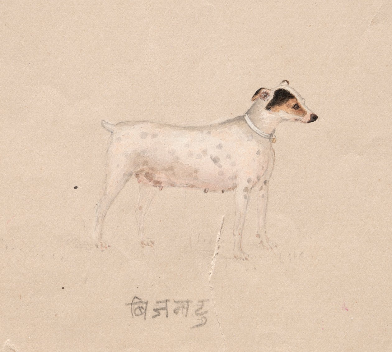 Hund, 1800er von Unbekannt