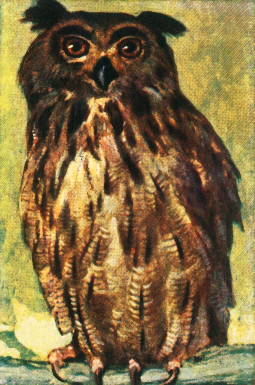 Uhu, ca. 1928 von Unbekannt