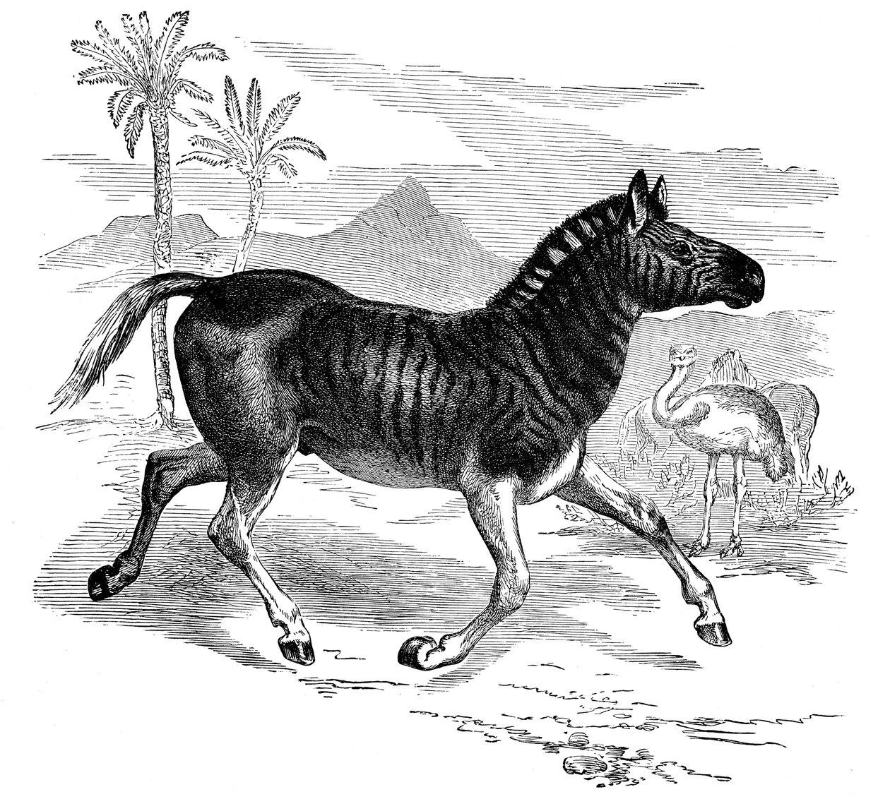 Gravur eines Quagga, 1884 von Unbekannt