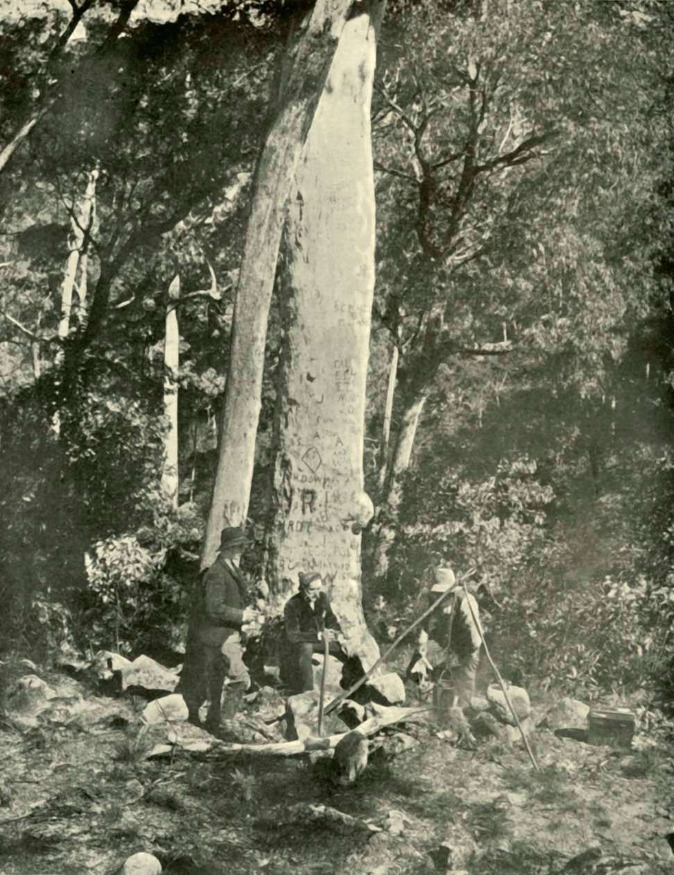 Eurobin-Fälle, Buffalo Mountains, 1901 von Unbekannt