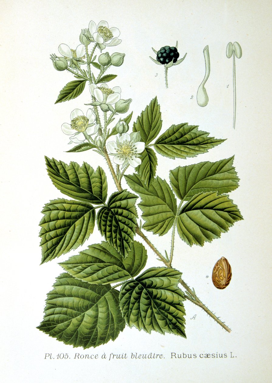 Europäische Brombeere, 1893 von Unbekannt
