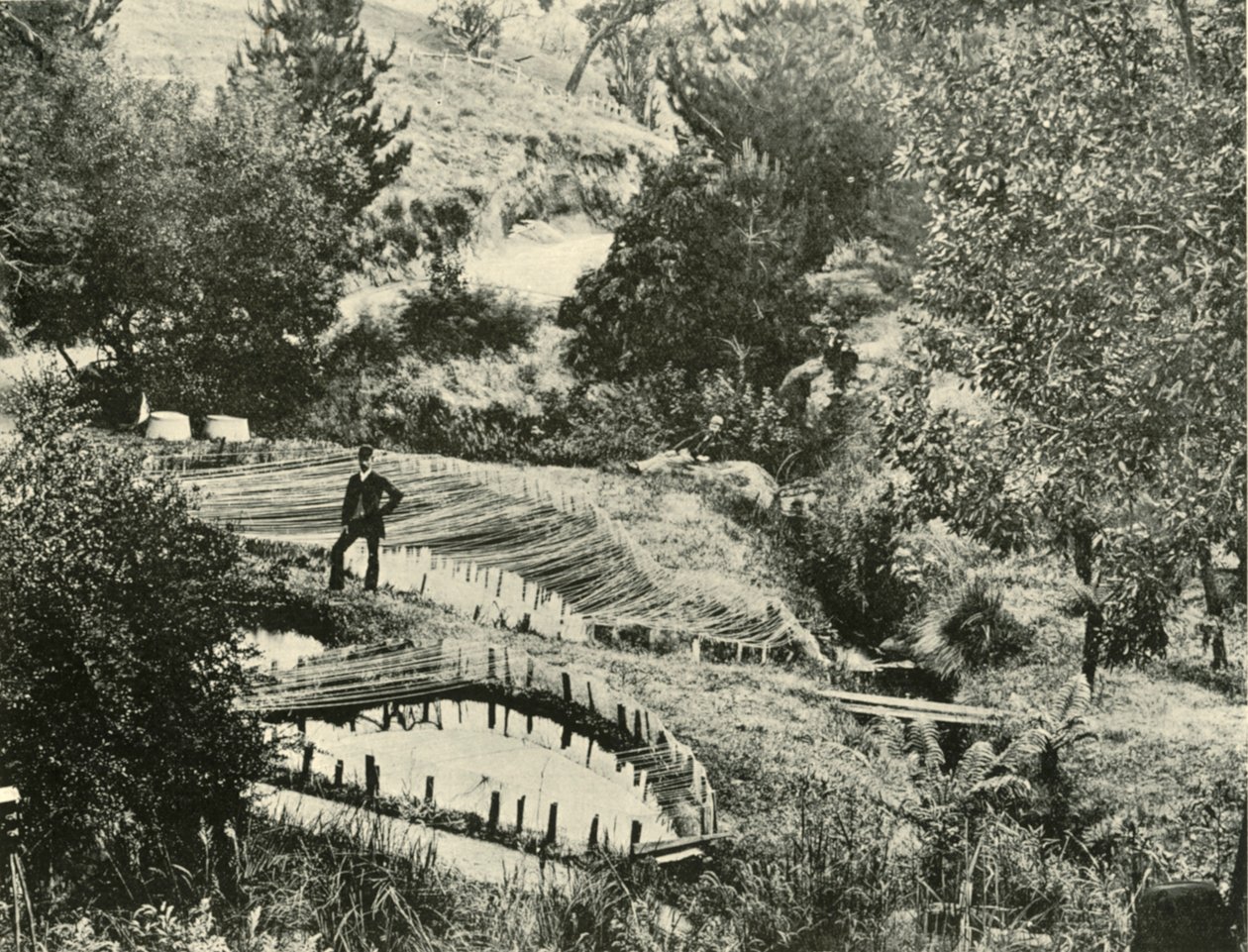 Fischteiche, Ercildoune, in der Nähe von Ballarat, 1901 von Unbekannt