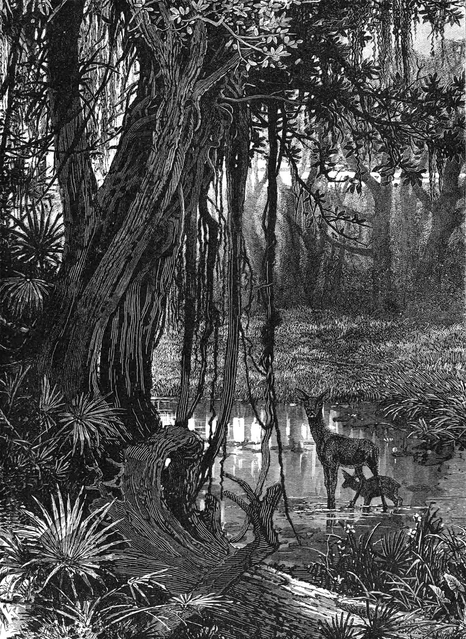 Everglades in Florida, USA, um 1885 von Unbekannt