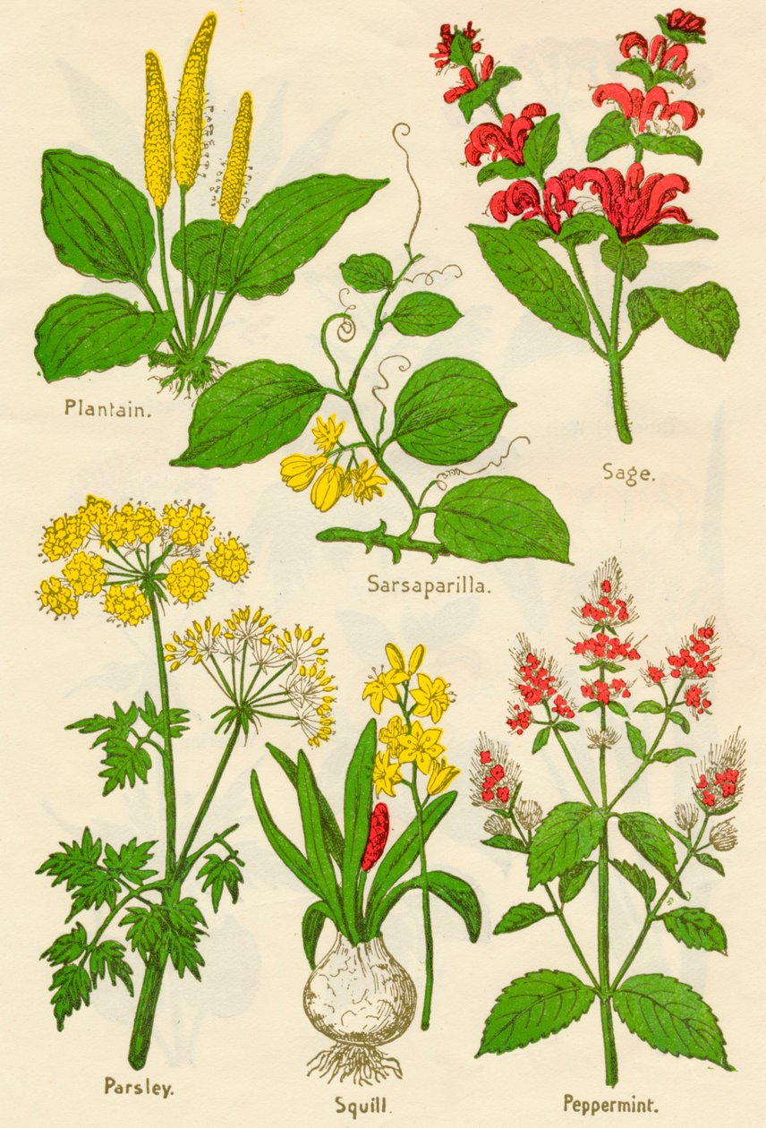 Blumen: Wegerich, Sarsaparilla, Salbei, Petersilie, Meerzwiebel, Pfefferminze, um 1940 von Unbekannt