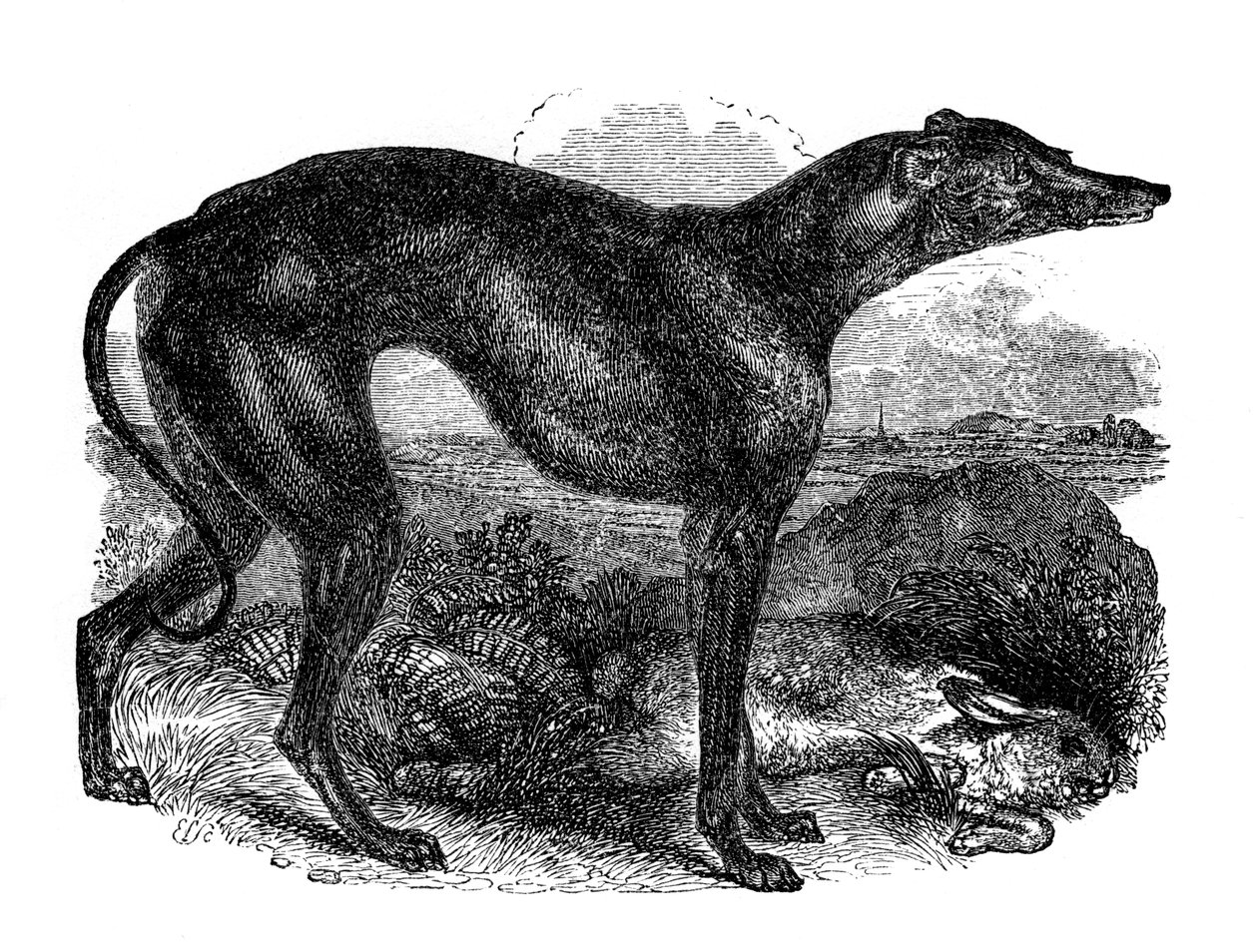 Windhund, 1848 von Unbekannt
