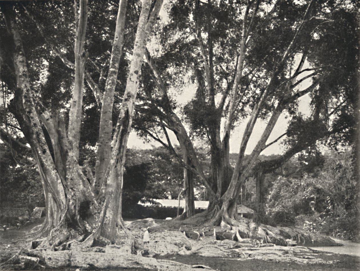 Gummibäume Ficus elastica, 1926 von Unbekannt