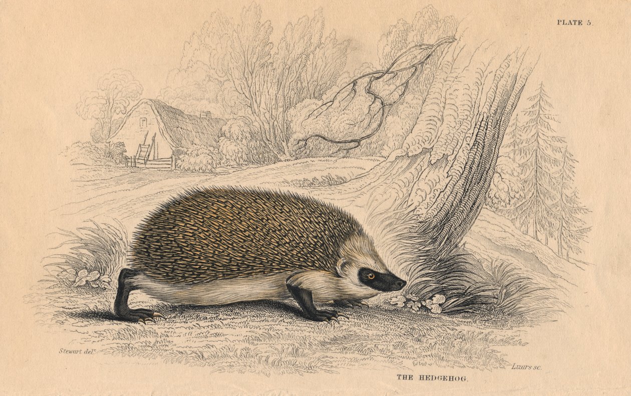 Igel Erinaceus europaeus, 1828 von Unbekannt