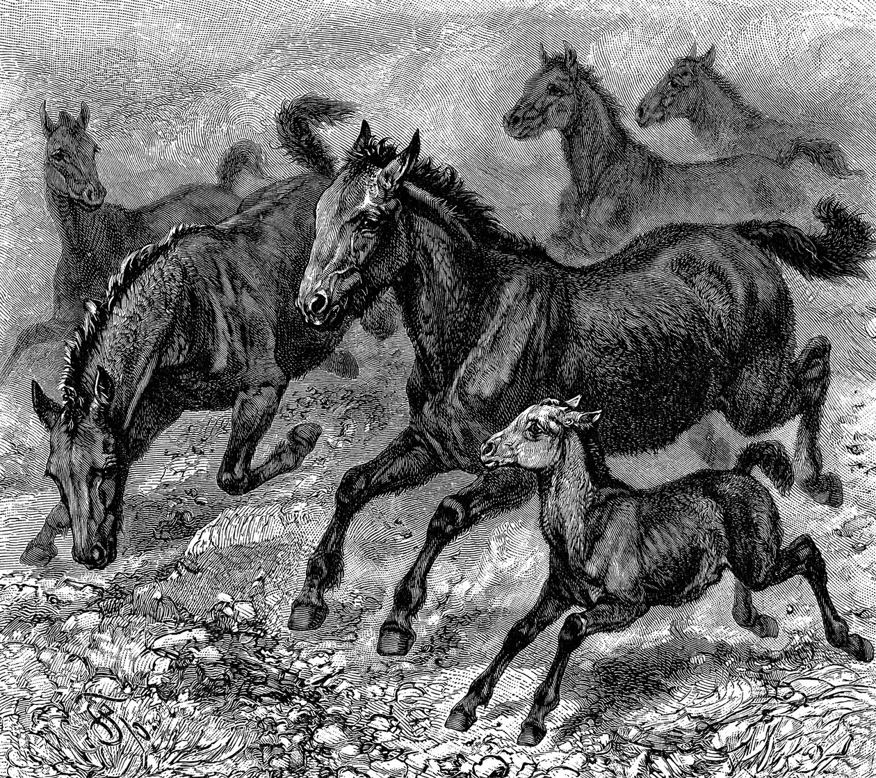 Herde von Tarpan, 1893 von Unbekannt