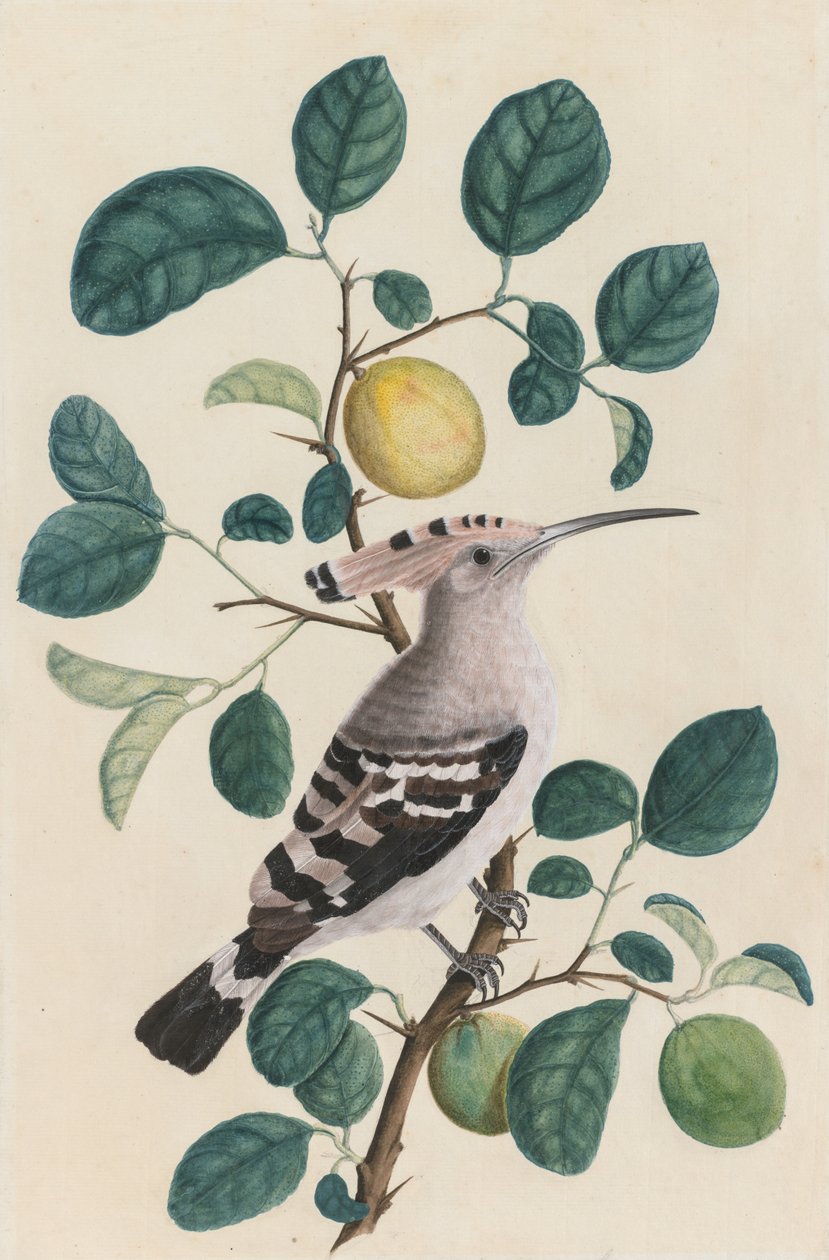 Wiedehopf auf einem Zitrusbaumzweig, ca. 1800 von Unbekannt