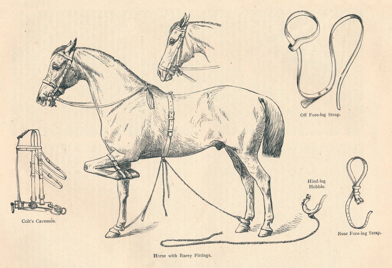 Pferd mit Rarey-Ausrüstung, ca. 1905, ca. 1910 von Unbekannt