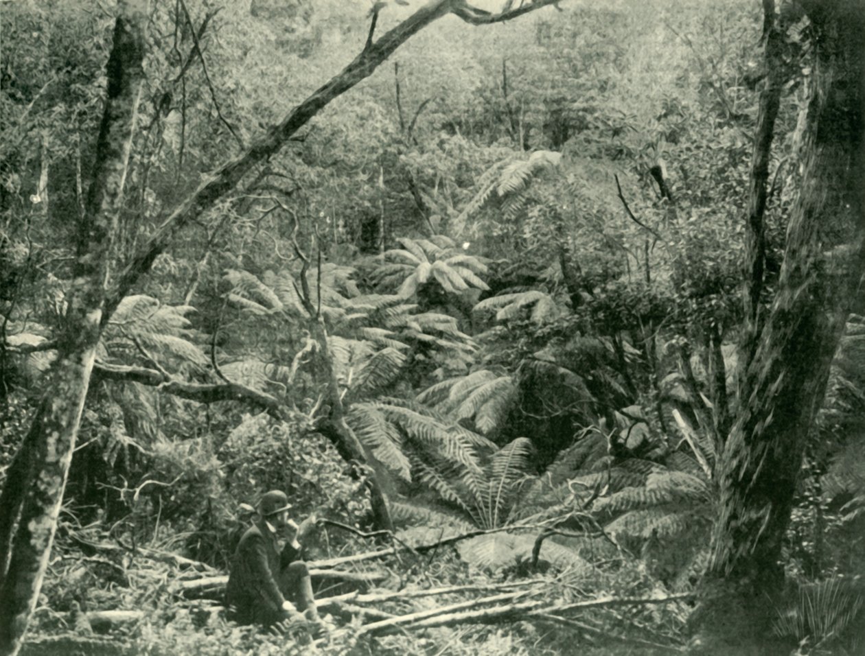 In den Dandenong Ranges, 1901 von Unbekannt