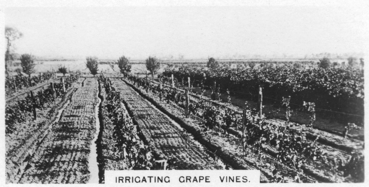 Bewässerung von Weinreben, Australien, 1928 von Unbekannt