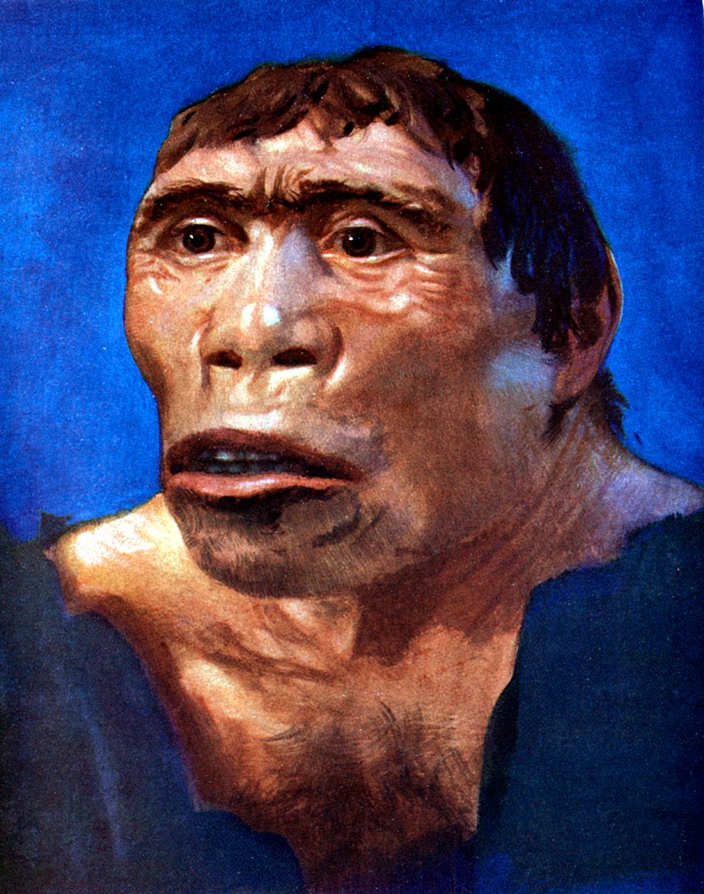 Java-Mensch Pithecanthropus erectus von Unbekannt