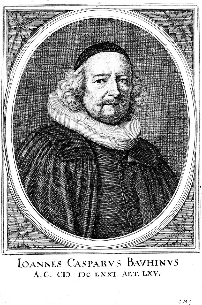 Jean Caspar Bauhin 1606-1659, Schweizer Arzt und Botaniker von Unbekannt