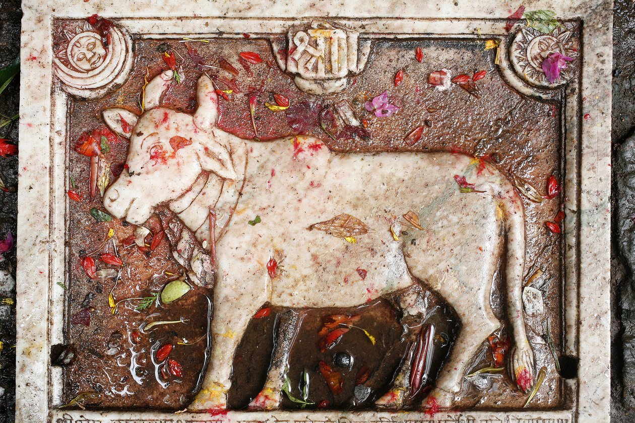 Kamdhenu, heilige Kuh, Shesh Narayana, Nepal von Unbekannt
