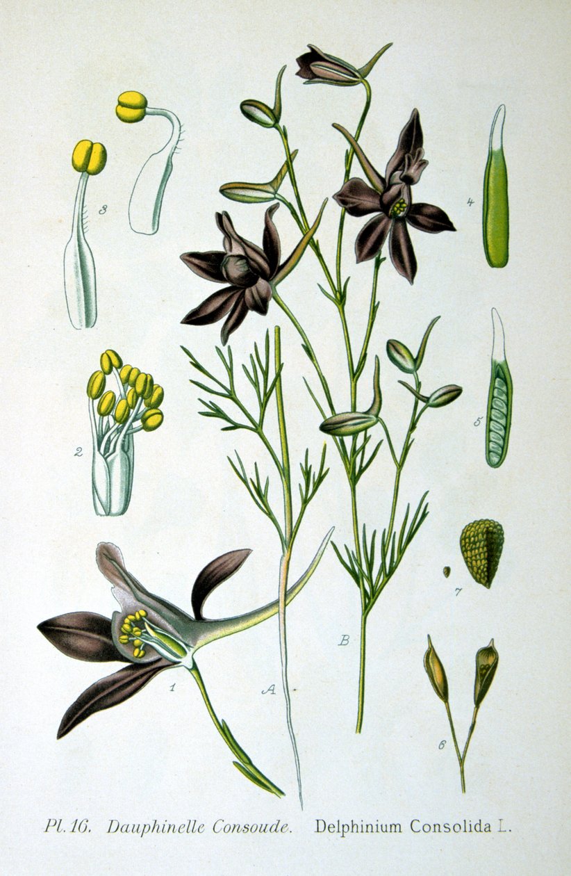 Rittersporn, 1893 von Unbekannt
