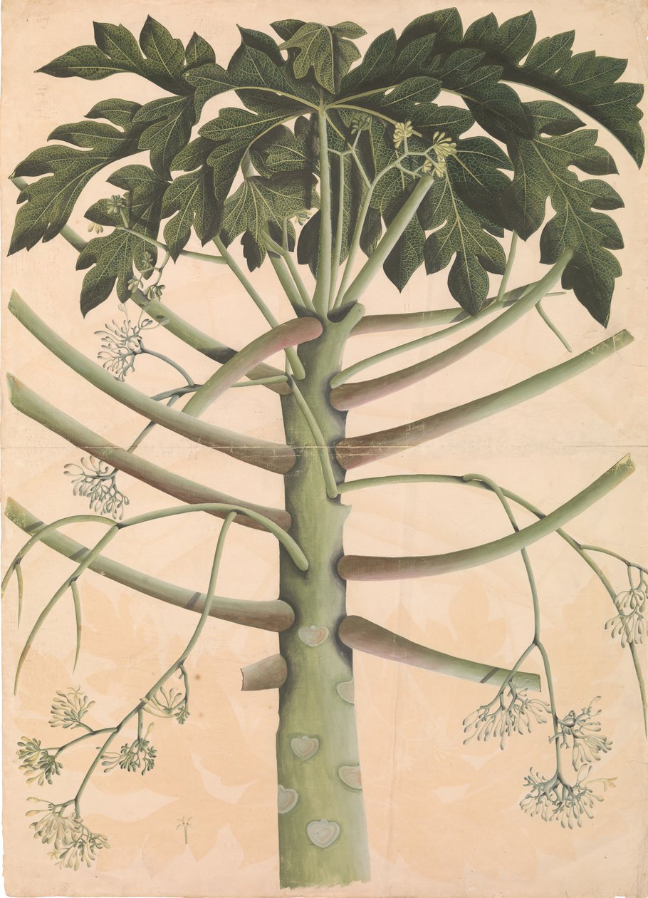 Männlicher Papayabaum, ca. 1790-1800 von Unbekannt