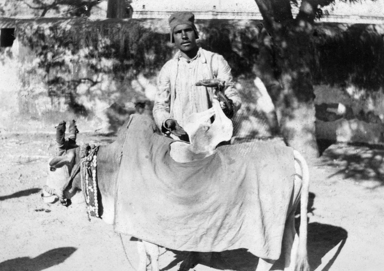 Mann mit einer deformierten Kuh, Indien, 1916-1917 von Unbekannt