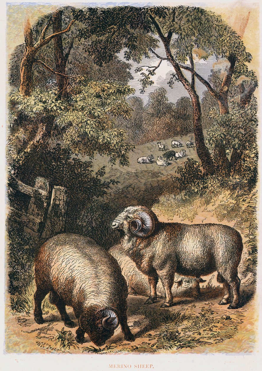 Merinoschafe, ca. 1860 von Unbekannt