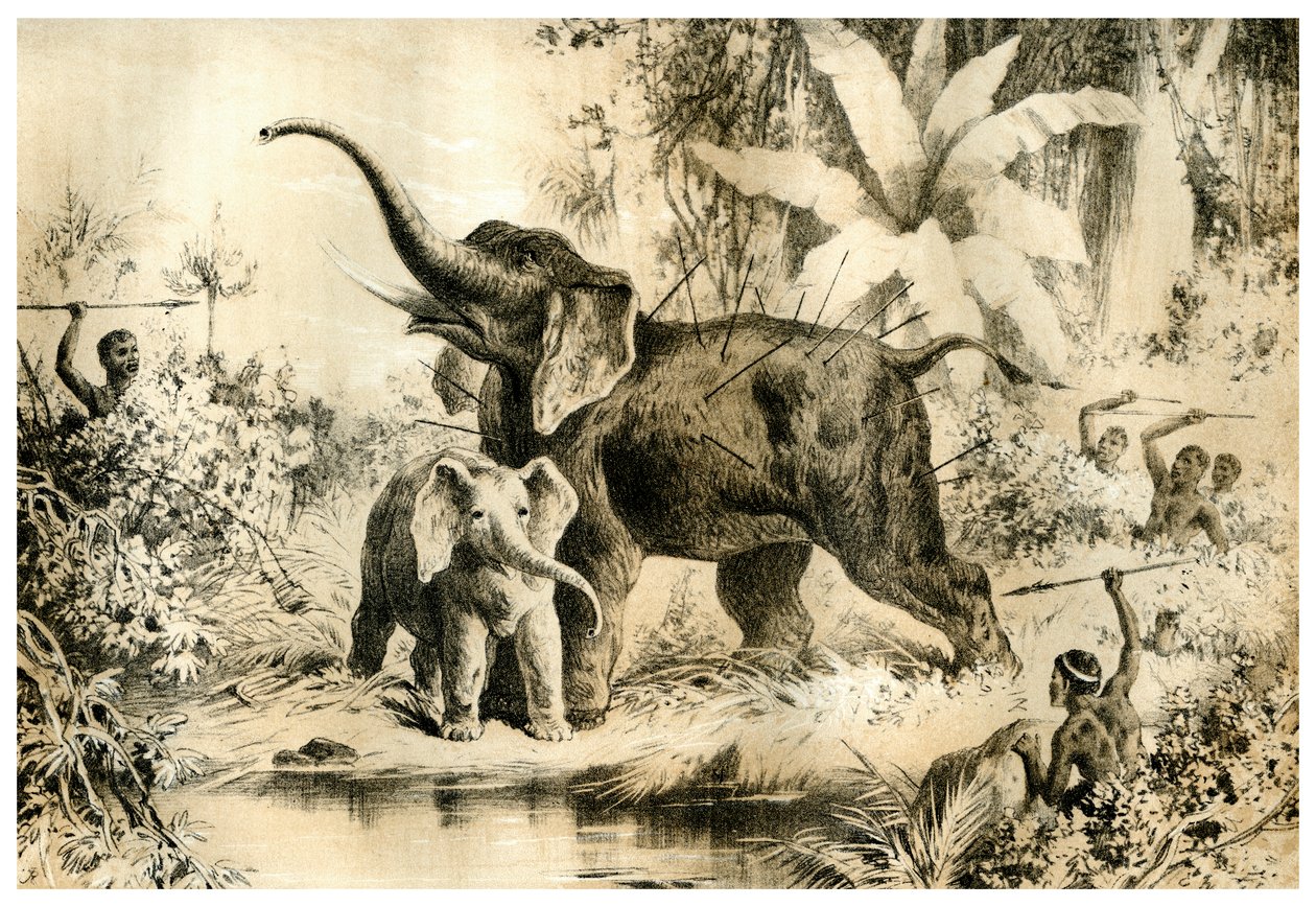 Einheimische spießen einen Elefanten auf, 1883 von Unbekannt