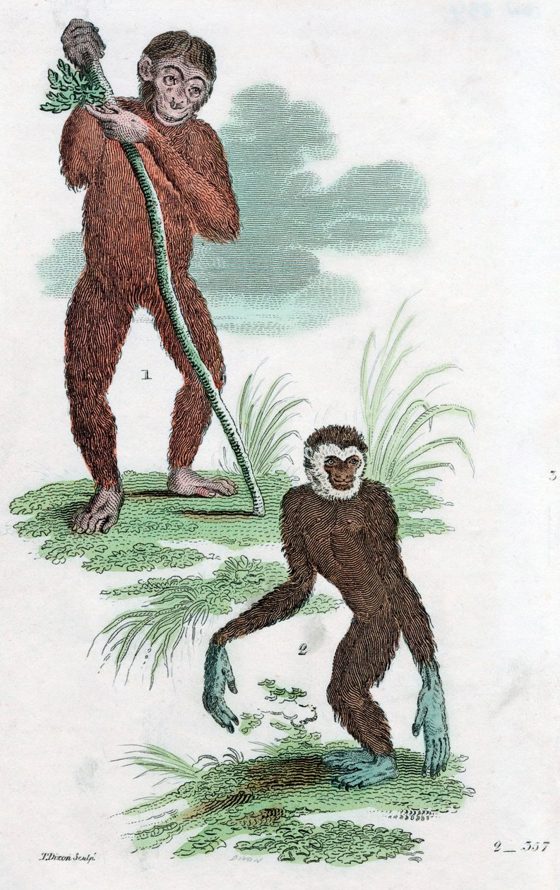 Orang-Utan und Gibbon, 1822 von Unbekannt