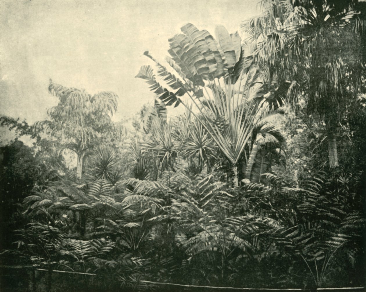Palm- und Farninsel, Botanischer Garten, Brisbane, 1901 von Unbekannt