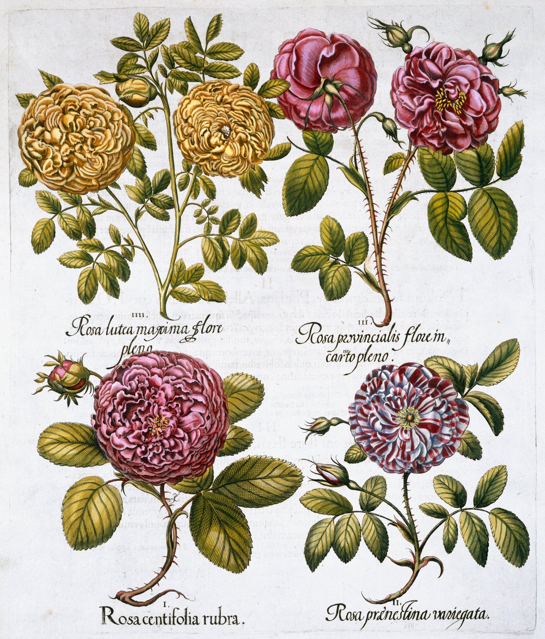 Rosen, 1613 von Unbekannt