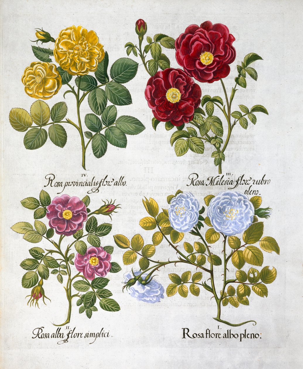 Rosen, 1613 von Unbekannt