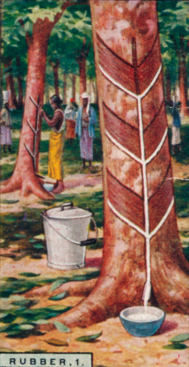 Gummi, 1. Anzapfen der Bäume, Ceylon, 1928 von Unbekannt