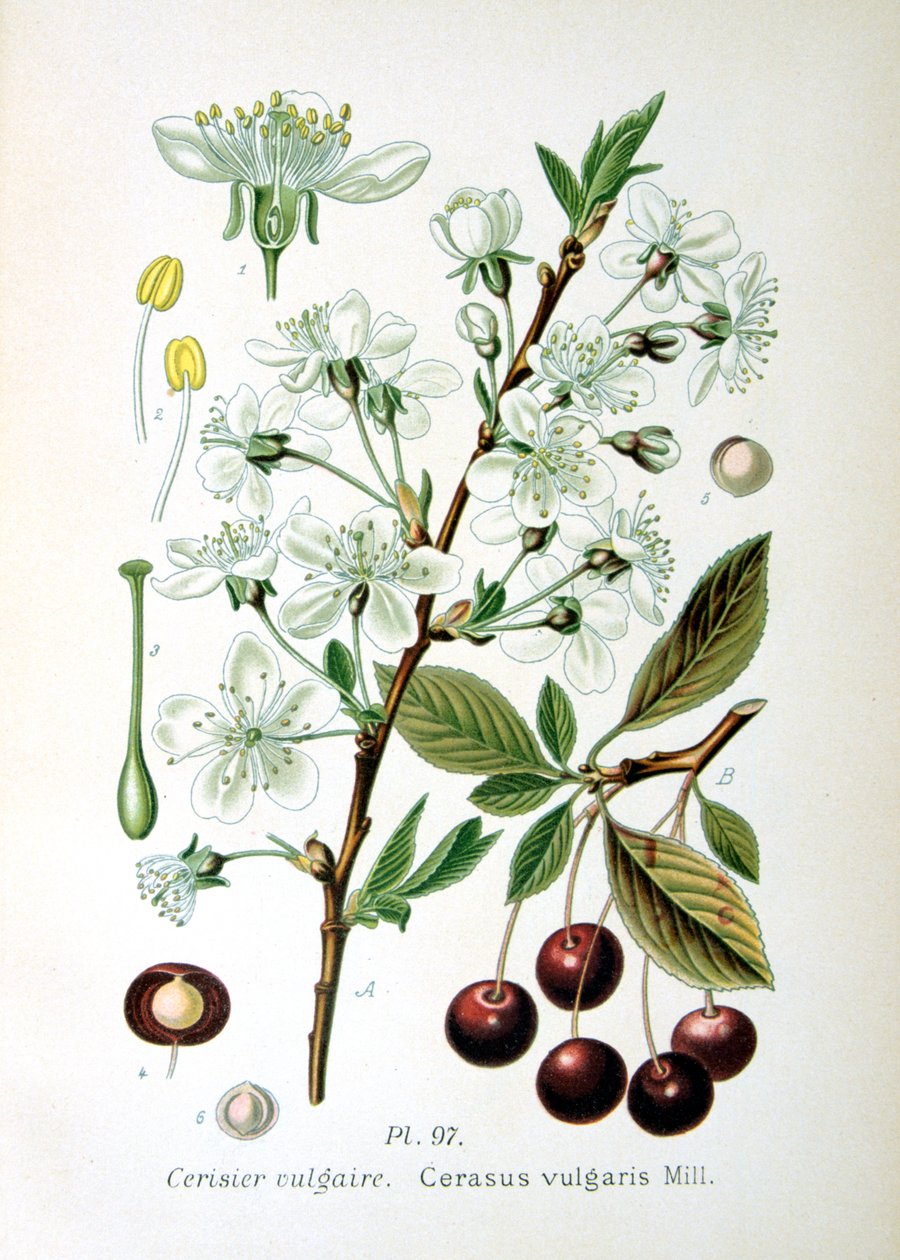 Sauerkirsche, 1893 von Unbekannt
