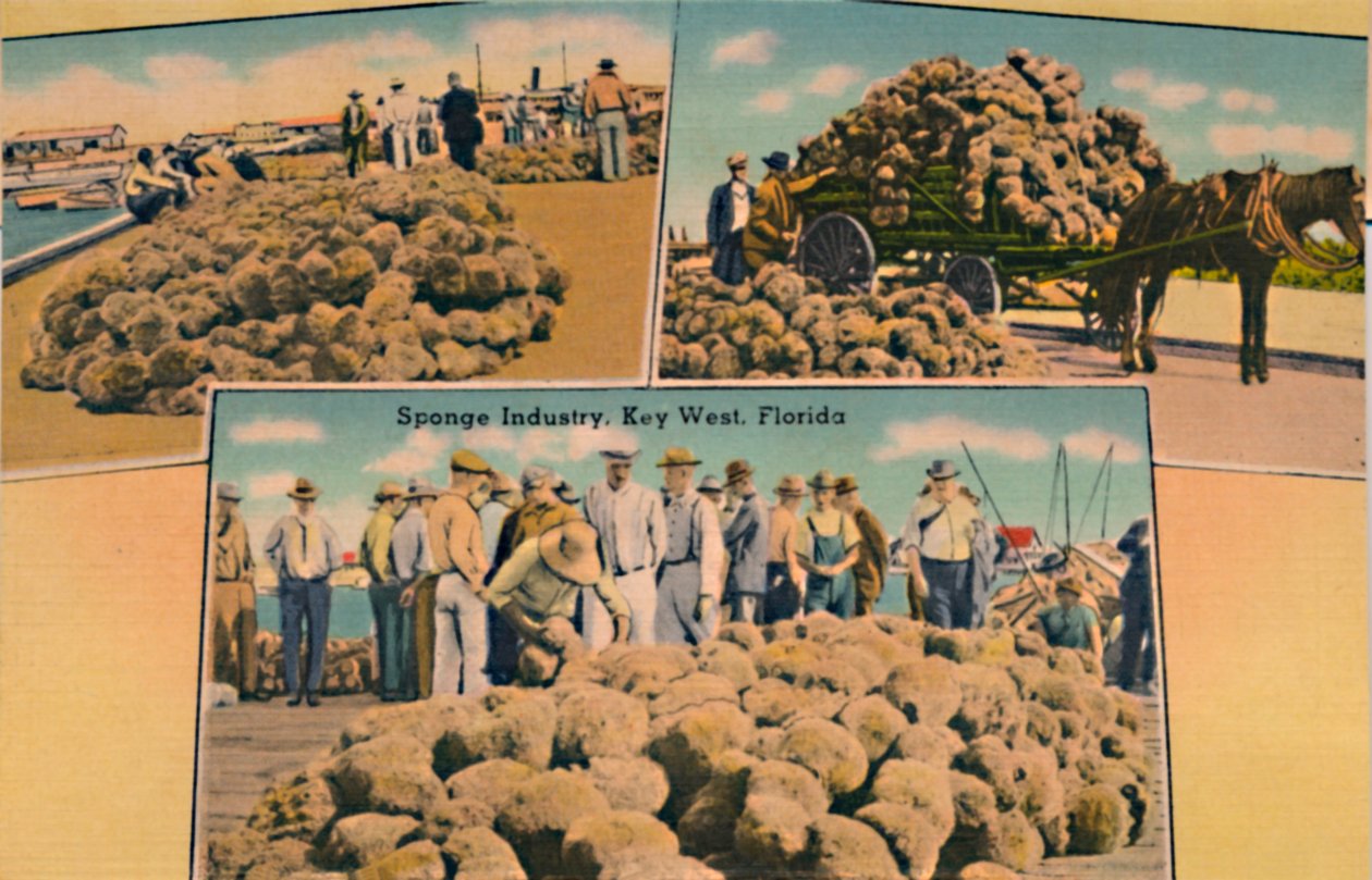 Schwammindustrie, Key West, Florida, ca. 1940er von Unbekannt