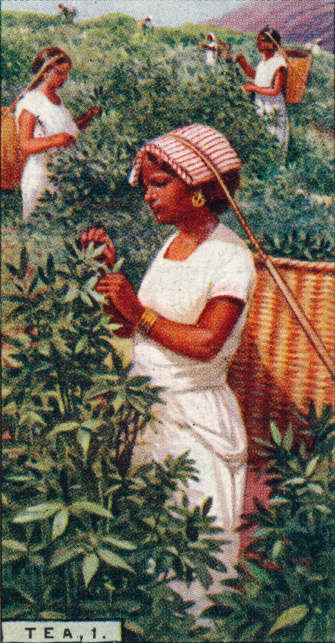 Tee, 1. - Blätter pflücken, Ceylon, 1928 von Unbekannt