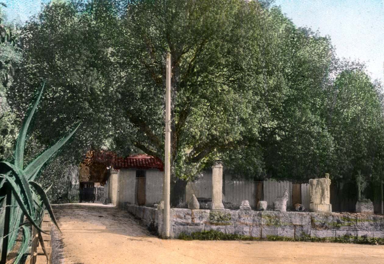 Terebinthenbaum, Hammam Meskoutine, Algerien von Unbekannt