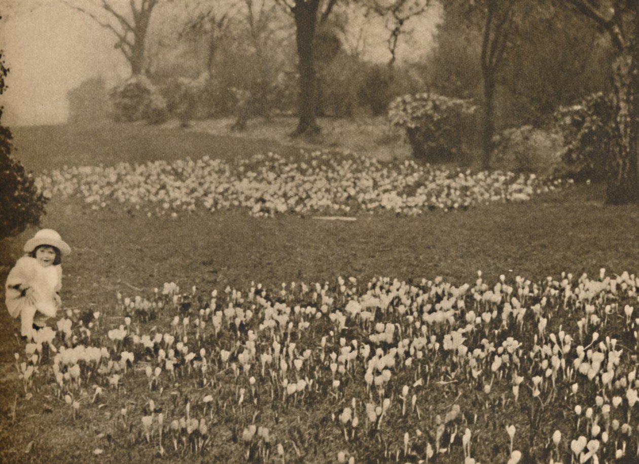Der Krokusteppich des Frühlings, ca. 1935 von Unbekannt
