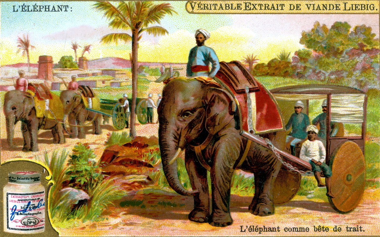 Der Elefant als Zugtier, um 1900 von Unbekannt