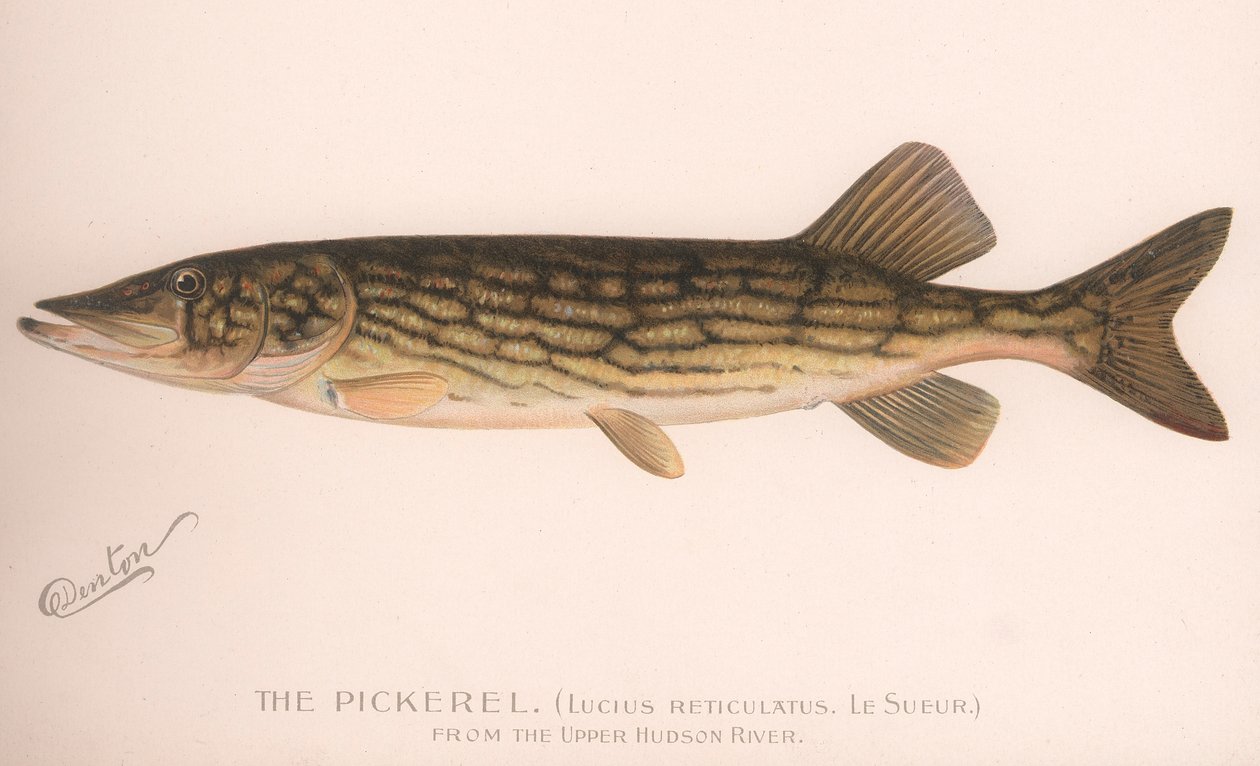 Der Hecht Lucius Reticulatus. Le Sueur, ca. 1920er Jahre von Unbekannt