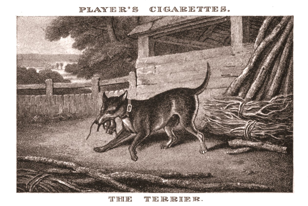 Der Terrier, 1924 von Unbekannt