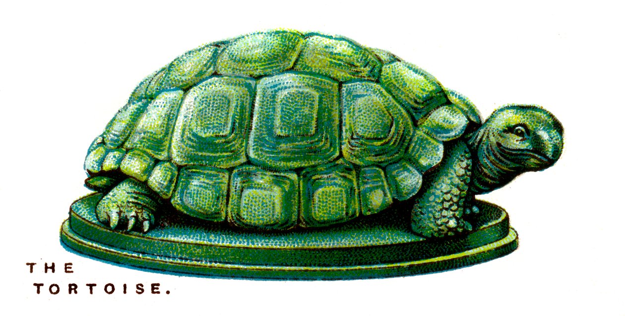 Die Schildkröte, 1923 von Unbekannt