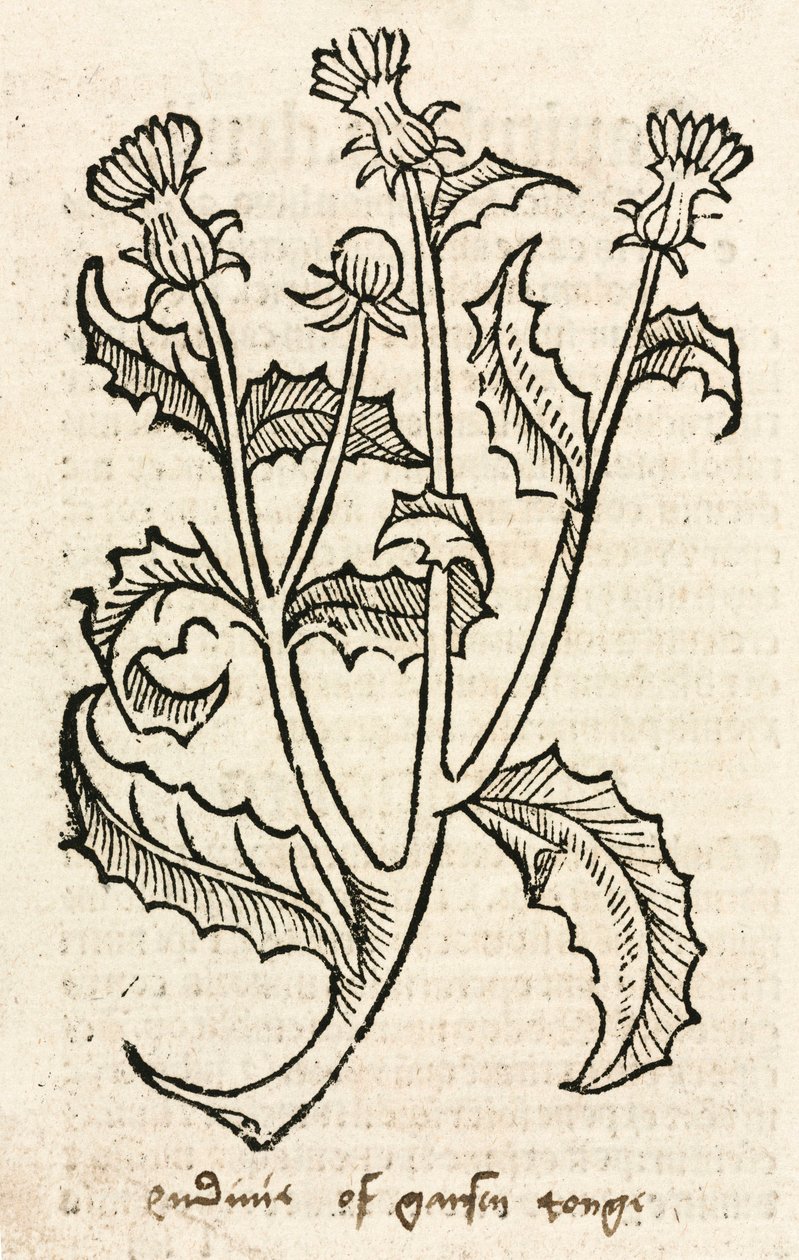 Distel von Unbekannt